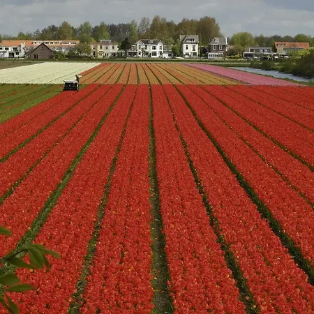 Bed & Breakfast De Zonnehoed Lisse