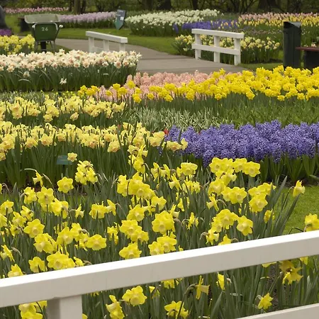 De Zonnehoed 2* Lisse