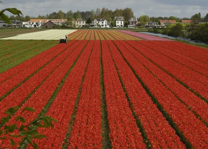 Alojamento de Acomodação e Pequeno-almoço De Zonnehoed Lisse