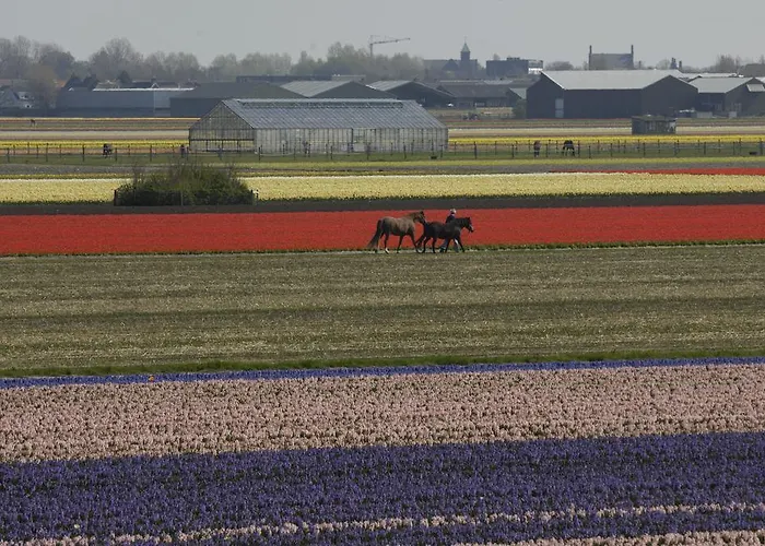 Alojamento de Acomodação e Pequeno-almoço De Zonnehoed Lisse